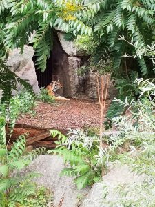 Rawwr! Schon fast gefährlich!